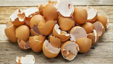 Arkadaşı Yumurta Kabuklarını Çöpe Atmamasını Söyledi – Tavsiyesinden Sonra Bahçesi Coştu Hepsi yumurta kabuğu sayesinde.