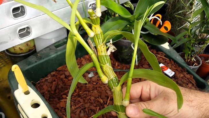 Orkide Nasıl Çoğaltılır: 3 Ayrı Orkide Çoğaltma Yöntemi